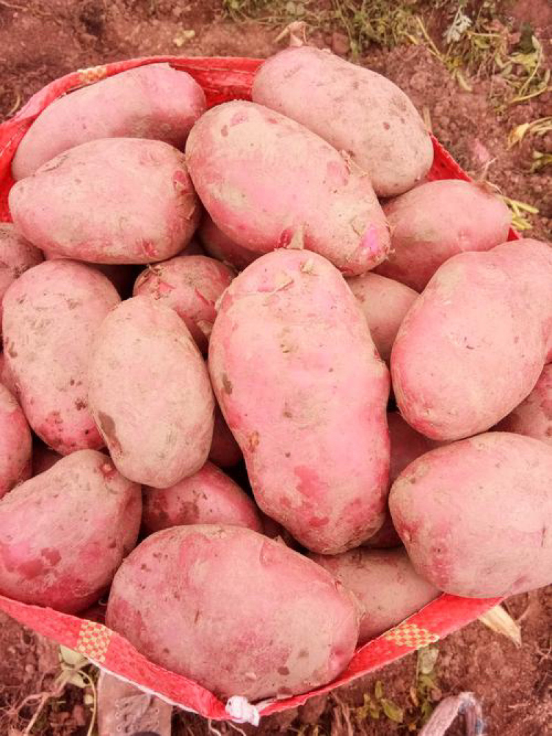 特大土豆青薯9号青海发全国有需致电货源稳定视频实地