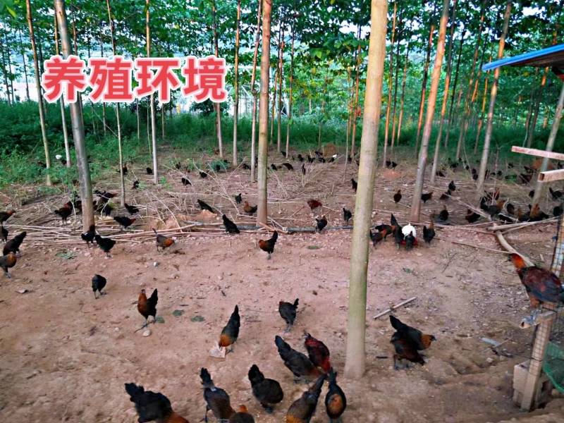 云南本地土鸡无量山土鸡乌骨鸡