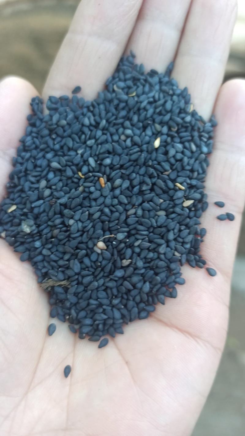 黑芝麻2025年8月一10月收获江西黑芝麻