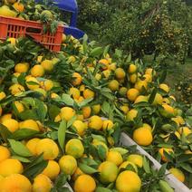柑橘蜜橘湖北叶桔产地一手货源出货量大价格低品质好
