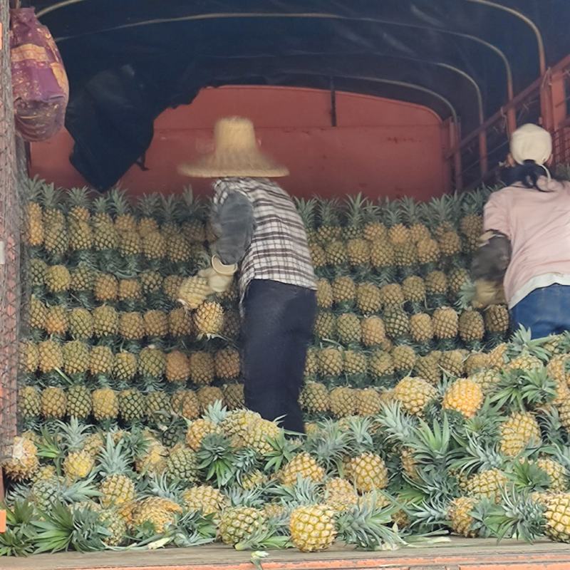 徐闻精品香水菠萝，产地直销质量保证一手货源全国发货