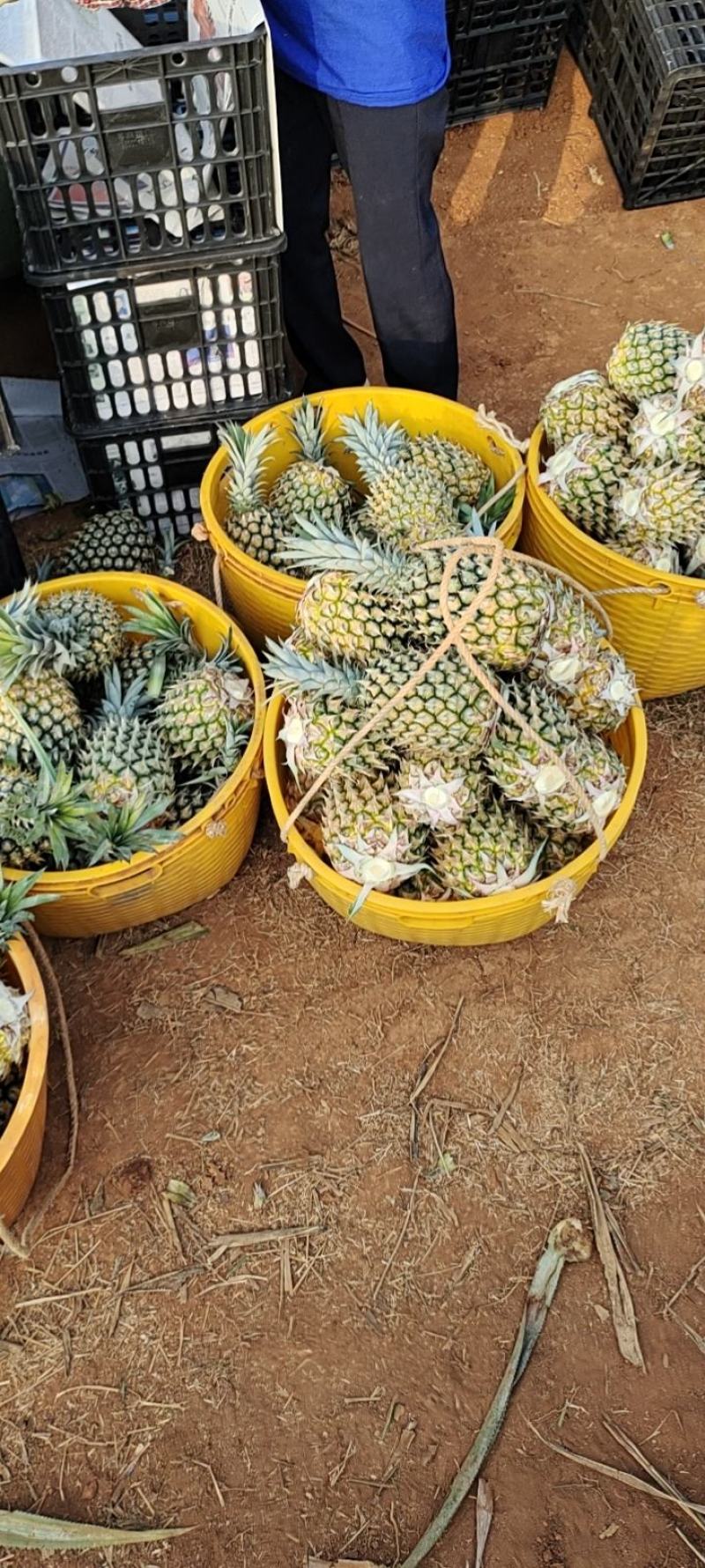 徐闻精品香水菠萝，产地直销质量保证一手货源全国发货