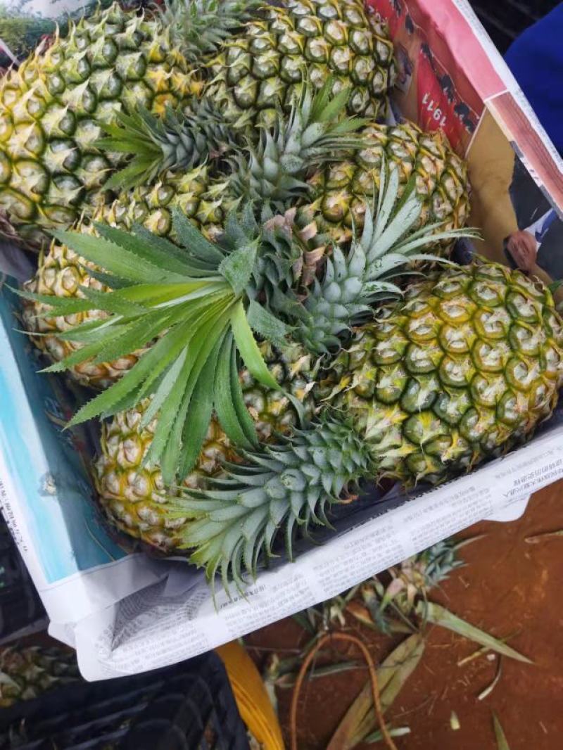 徐闻精品香水菠萝，产地直销质量保证一手货源全国发货