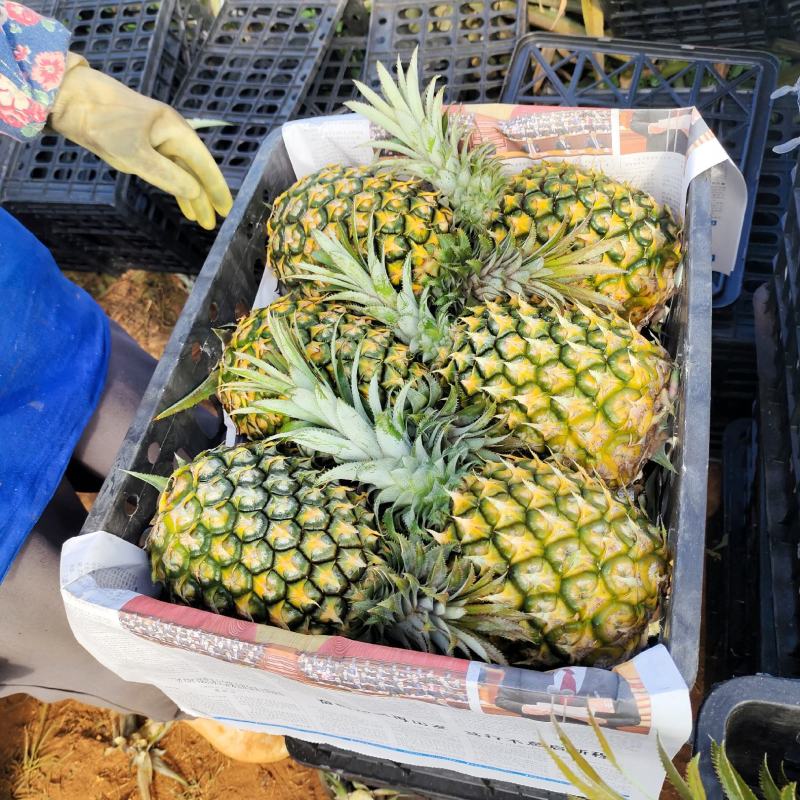 徐闻精品香水菠萝，产地直销质量保证一手货源全国发货
