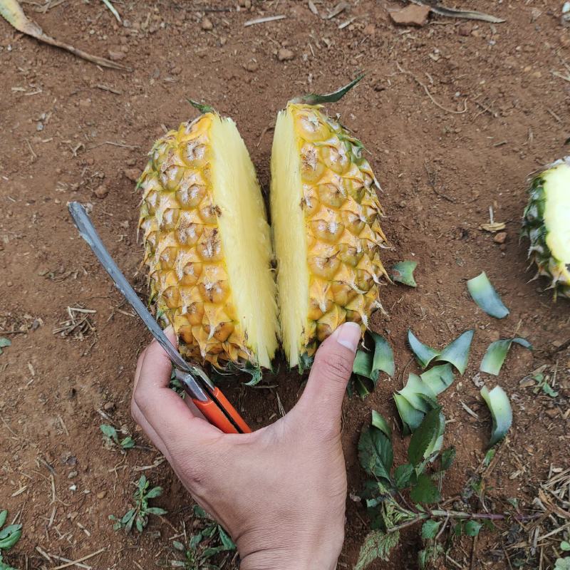 徐闻精品香水菠萝，产地直销质量保证一手货源全国发货