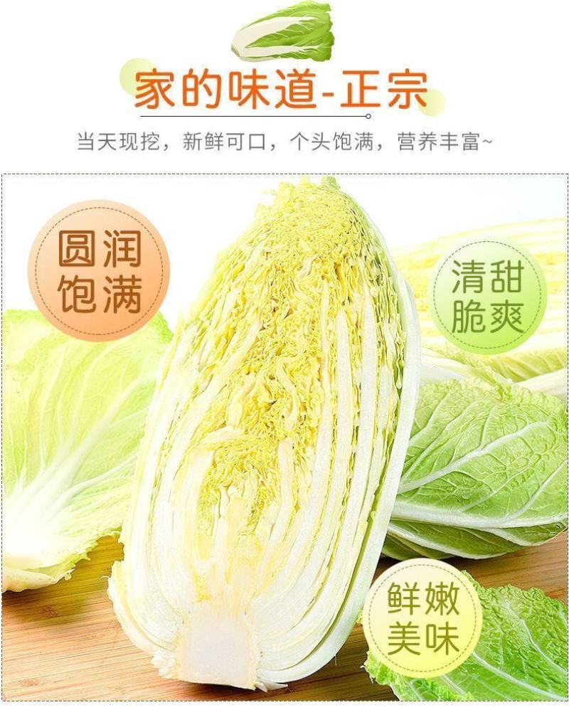 河南黄心白菜，农户种子自产自销，发往全国的各地批发市场！