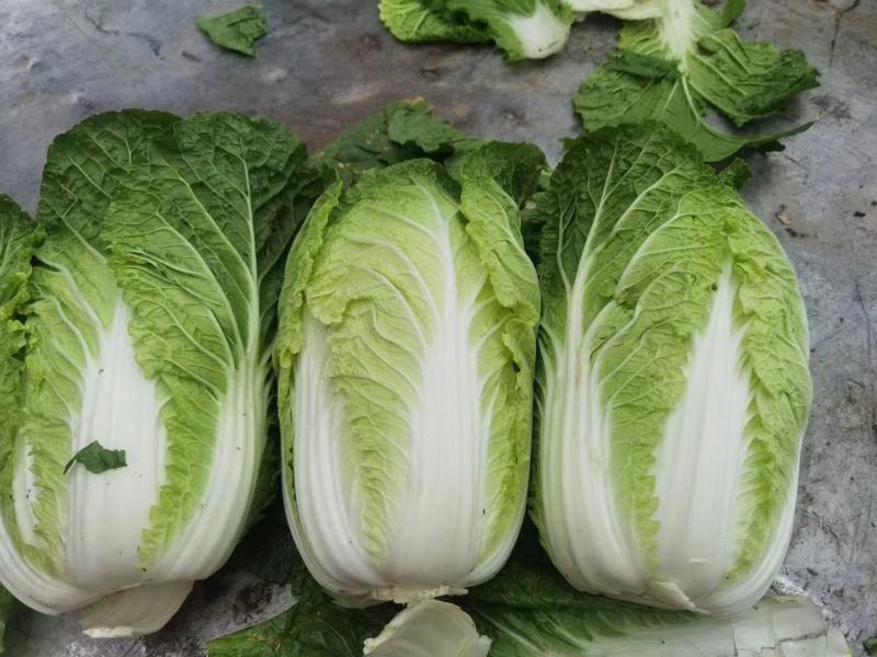 河南黄心白菜，农户种子自产自销，发往全国的各地批发市场！