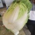 河南黄心白菜，农户种子自产自销，发往全国的各地批发市场！