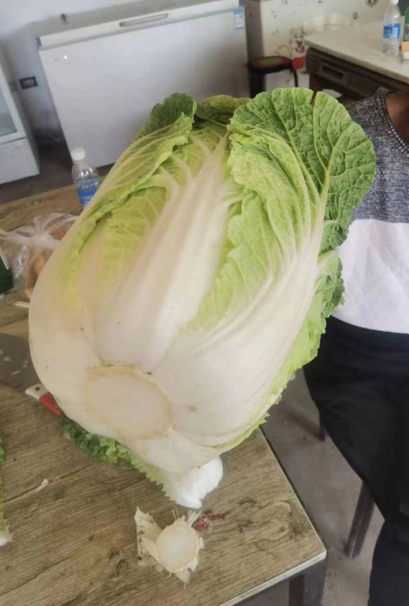 河南黄心白菜，农户种子自产自销，发往全国的各地批发市场！
