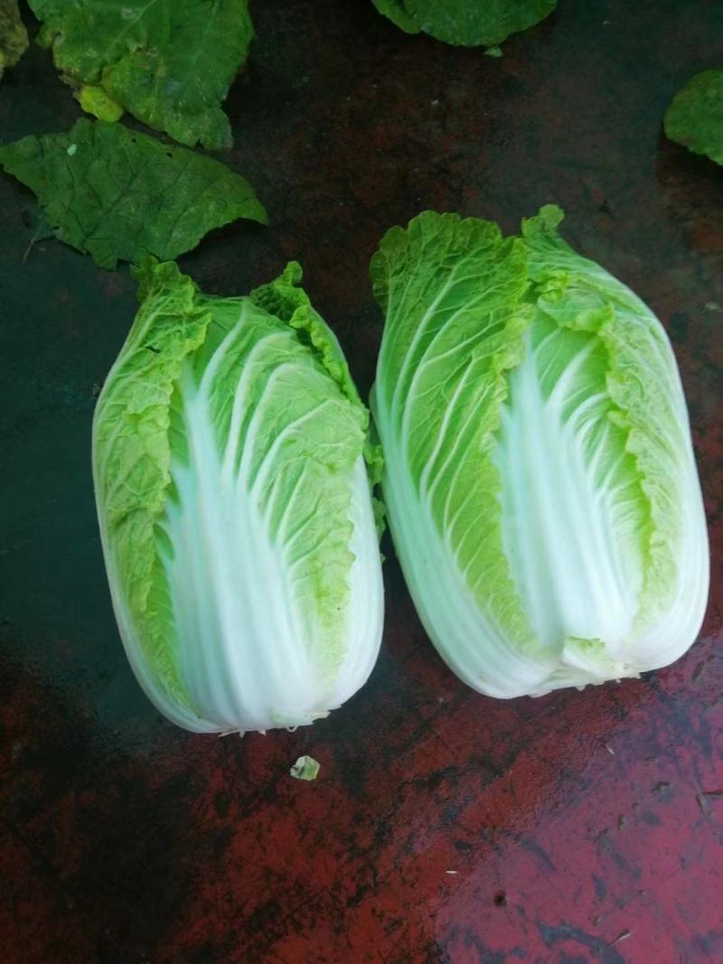 河南黄心白菜，农户种子自产自销，发往全国的各地批发市场！