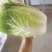 河南黄心白菜，农户种子自产自销，发往全国的各地批发市场！