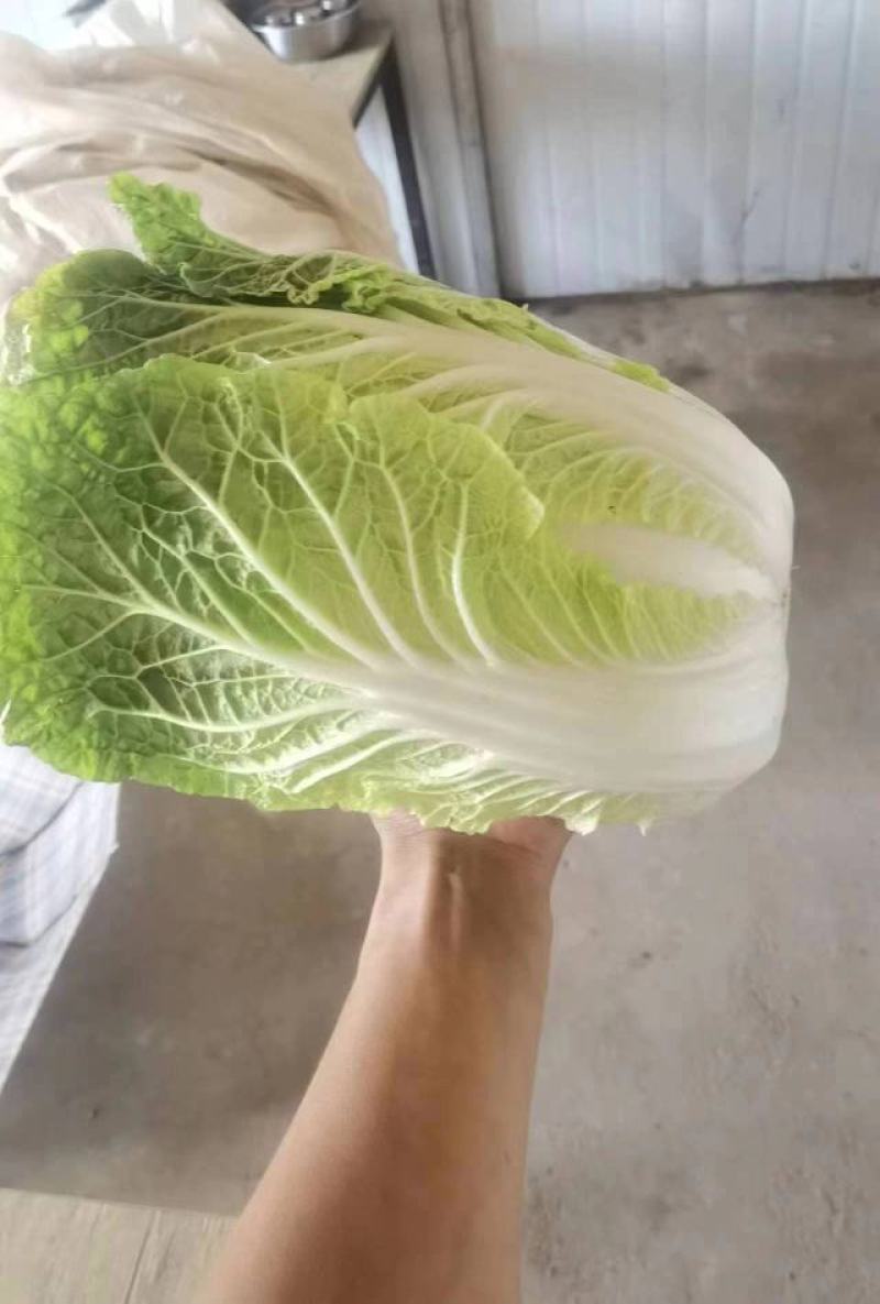 河南黄心白菜，农户种子自产自销，发往全国的各地批发市场！