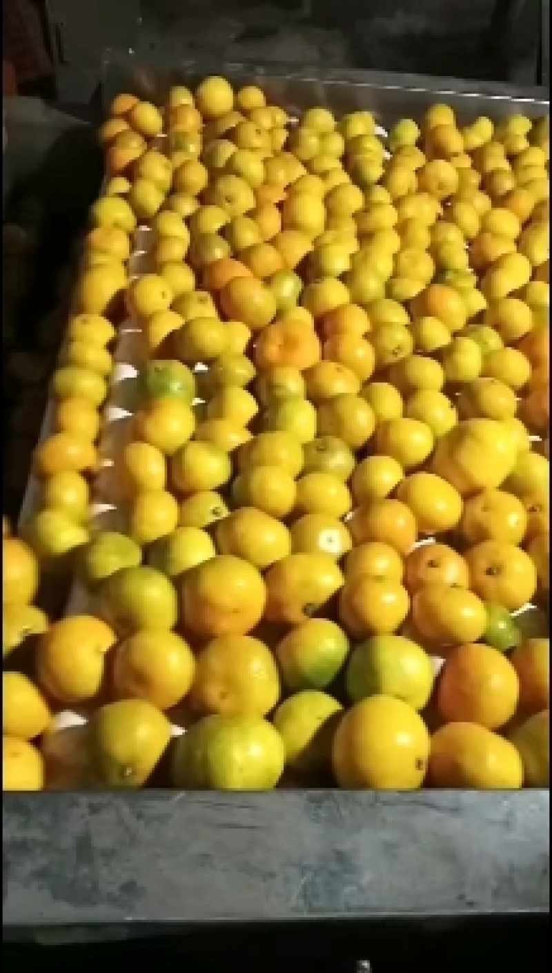 【重磅推荐】湖北蜜橘，早熟蜜橘大量上市，需要的老板电联