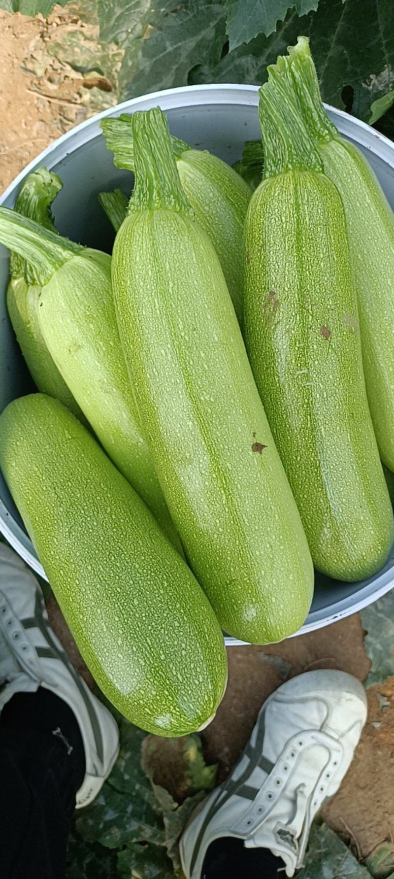 精品西葫芦大量上市