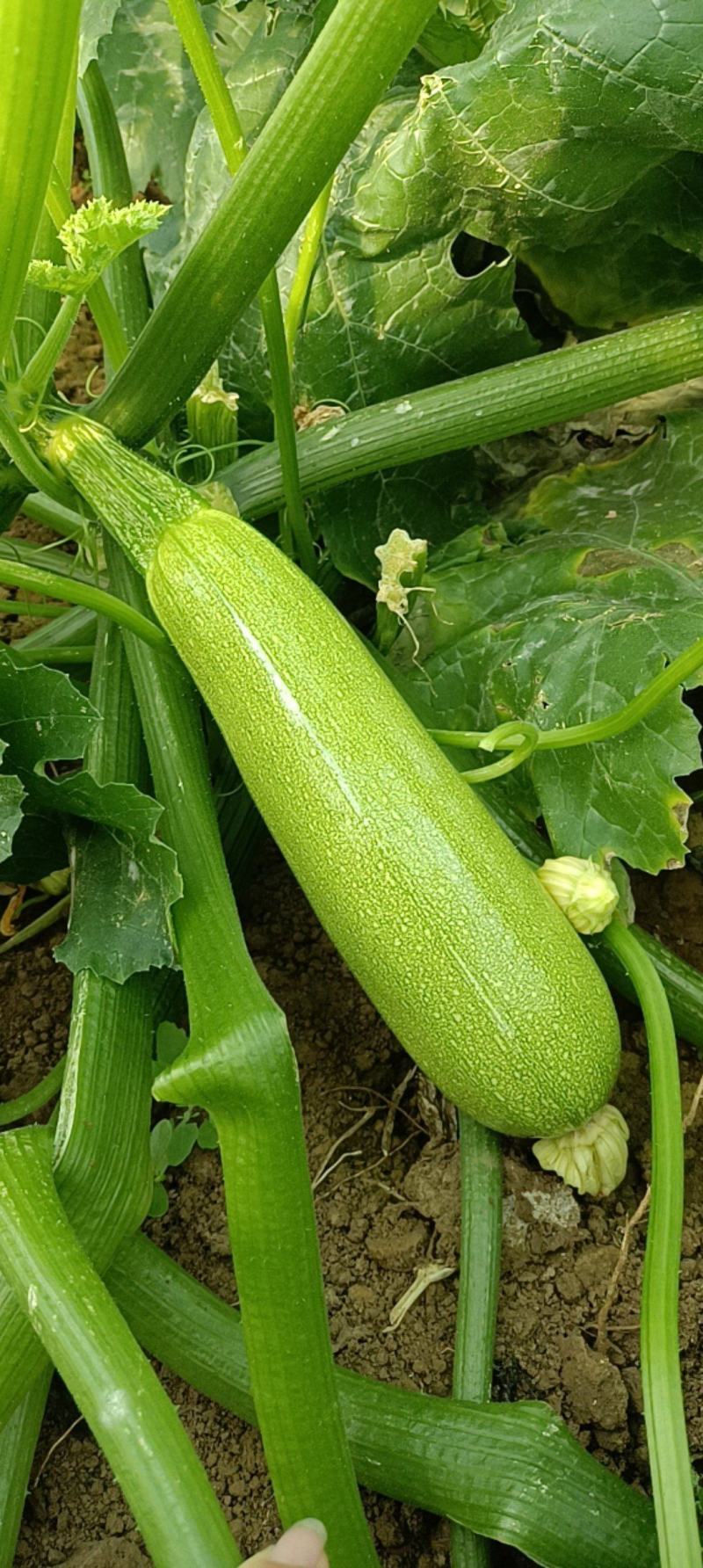 精品西葫芦大量上市
