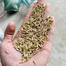 2023新鲜晚稻十九香本合作社可长期提供优质稻