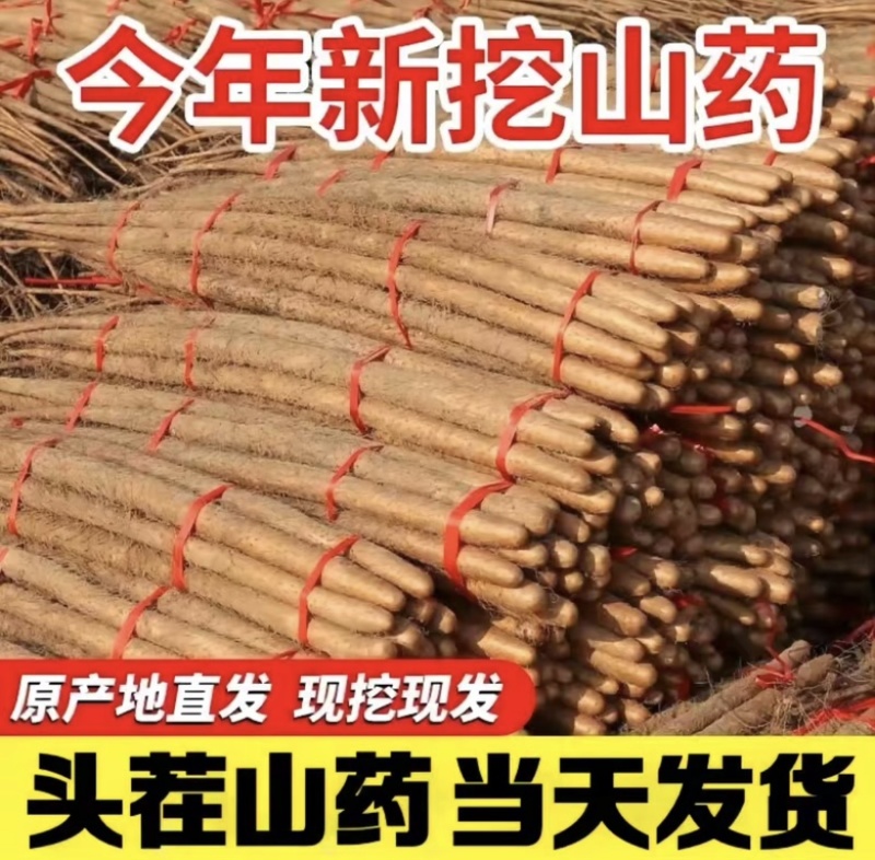 新鲜小白嘴山药河北蔬菜软糯农家淮山药铁棍山药