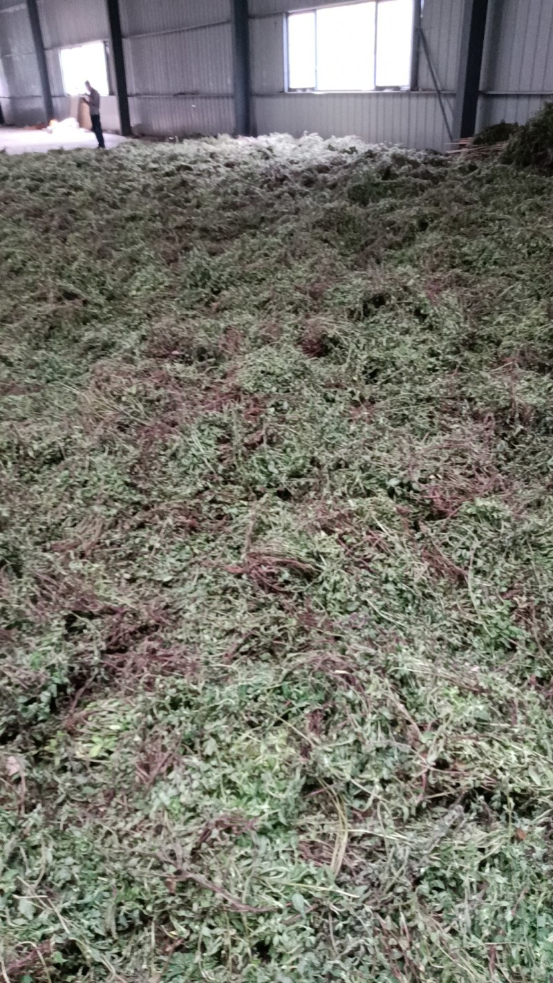 仙草