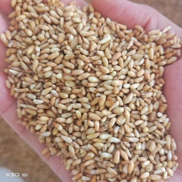 柏子仁
