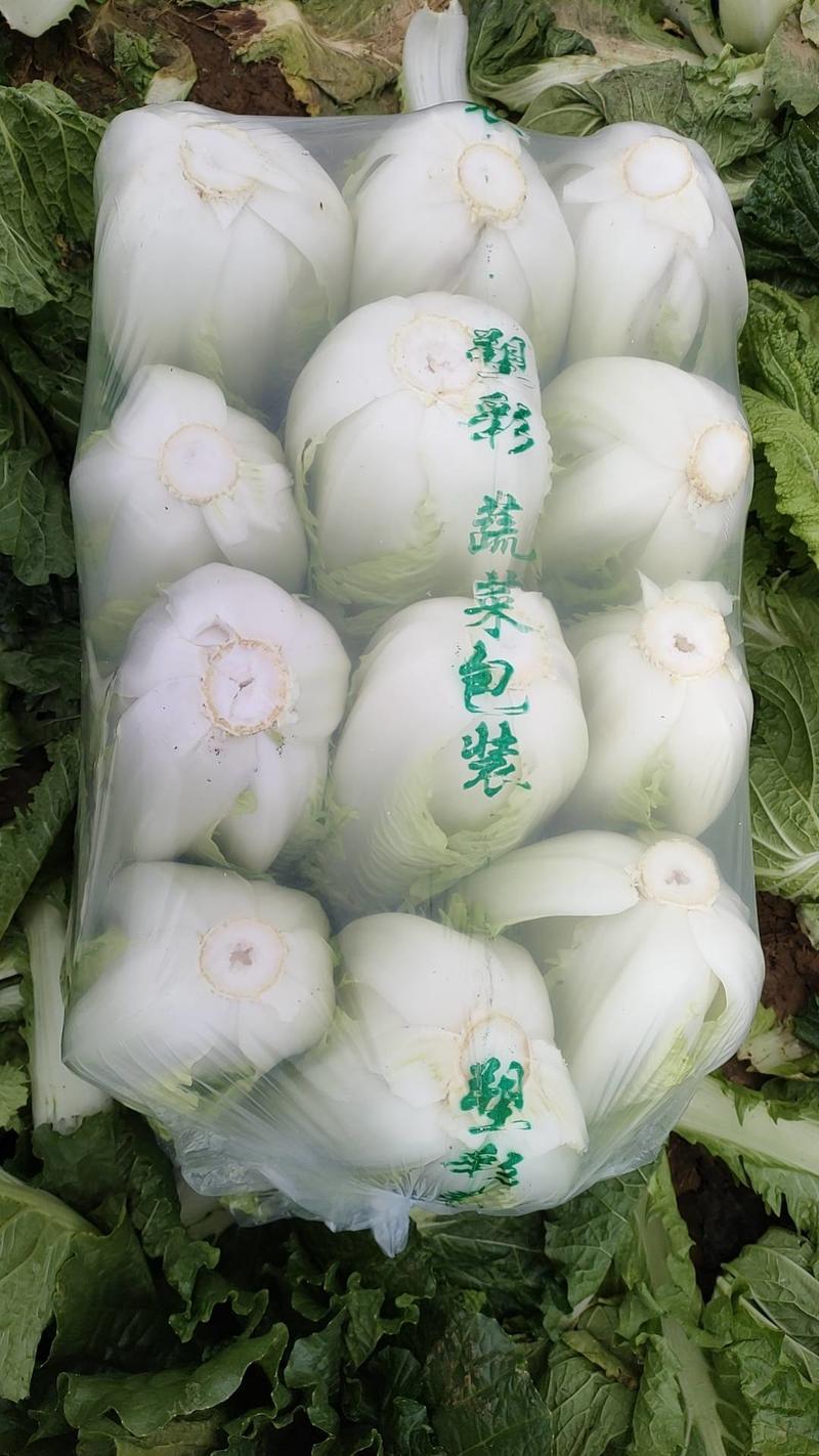 山东肥城北京三号白菜，大量现货，质量保证，欢迎选购