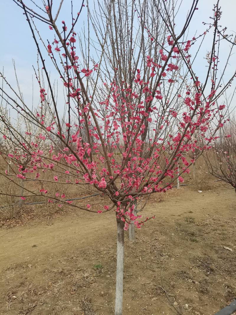 美人梅，花色鲜艳，成活率高，适应性广，全国各地均可种植