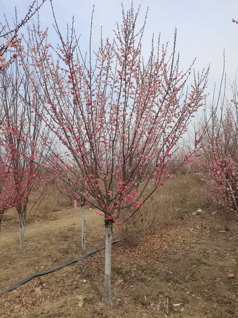 美人梅，花色鲜艳，成活率高，适应性广，全国各地均可种植
