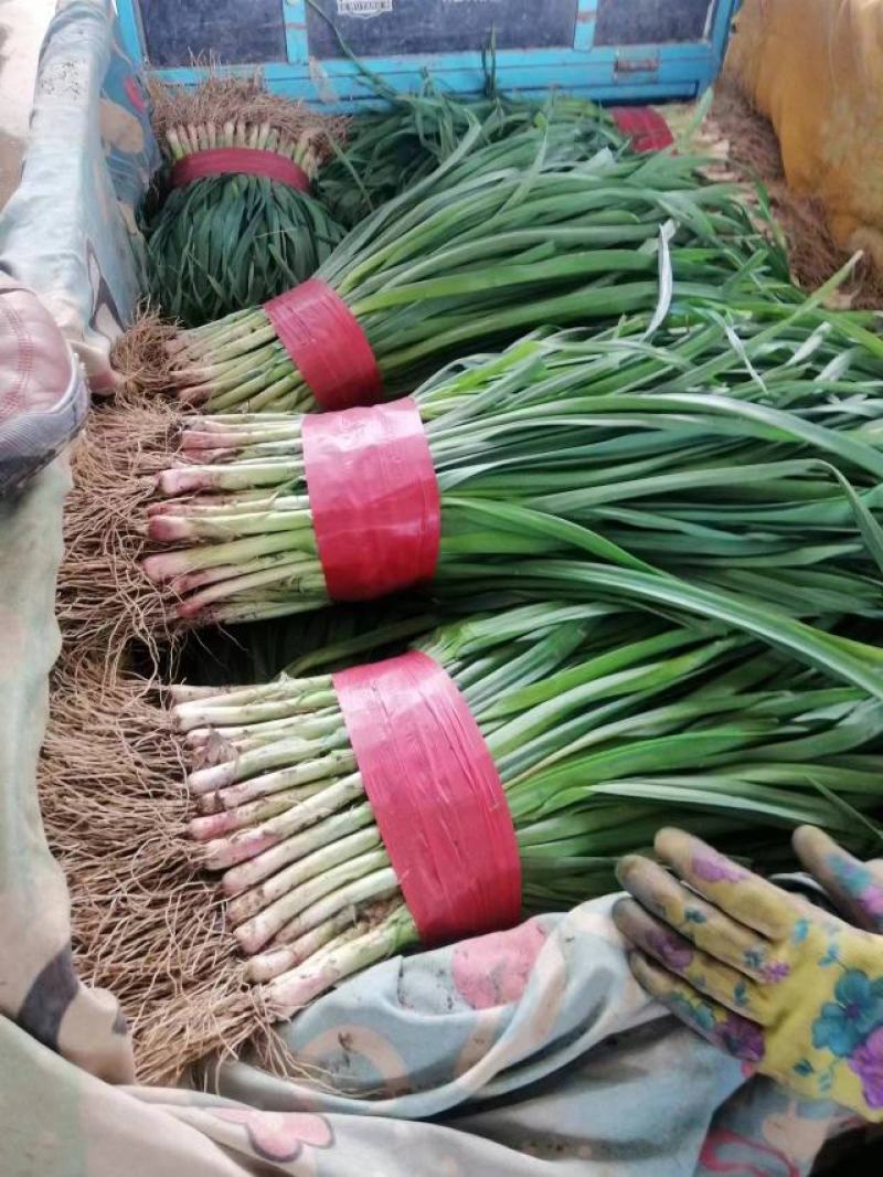 红根蒜苗，韭菜，莴苣，菠菜