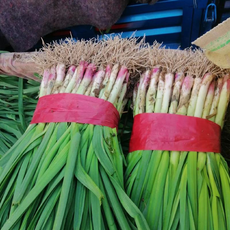 红根蒜苗，韭菜，莴苣，菠菜