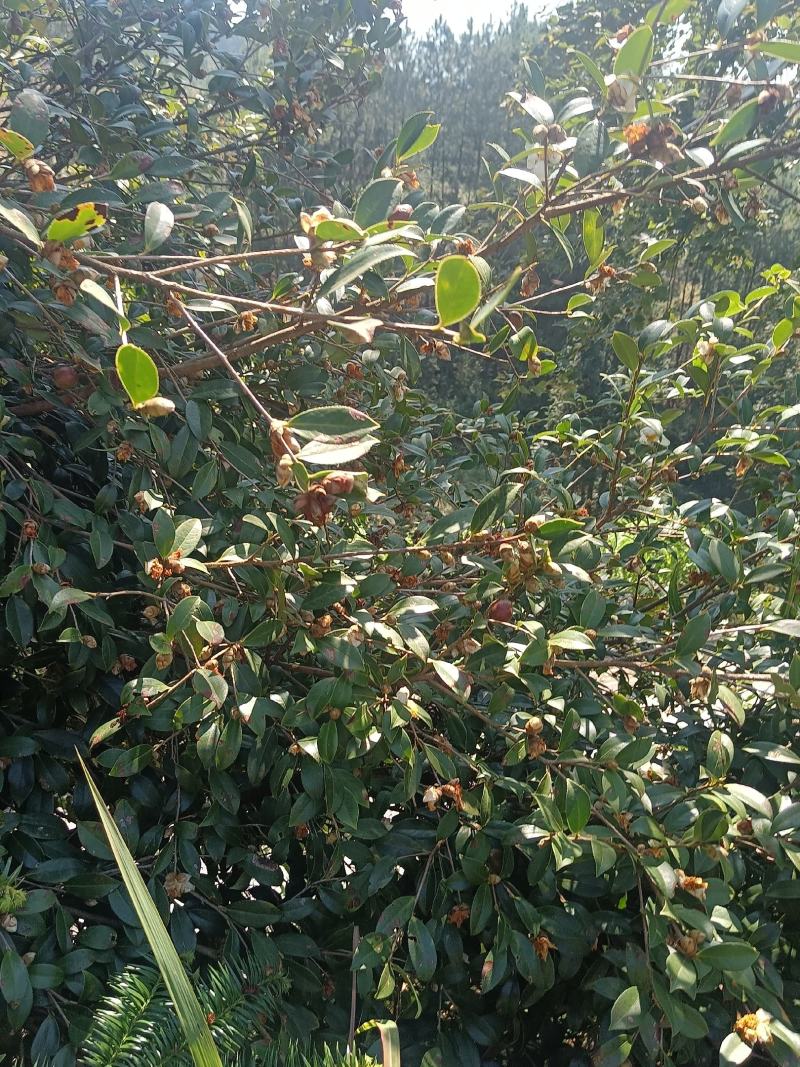 油茶籽