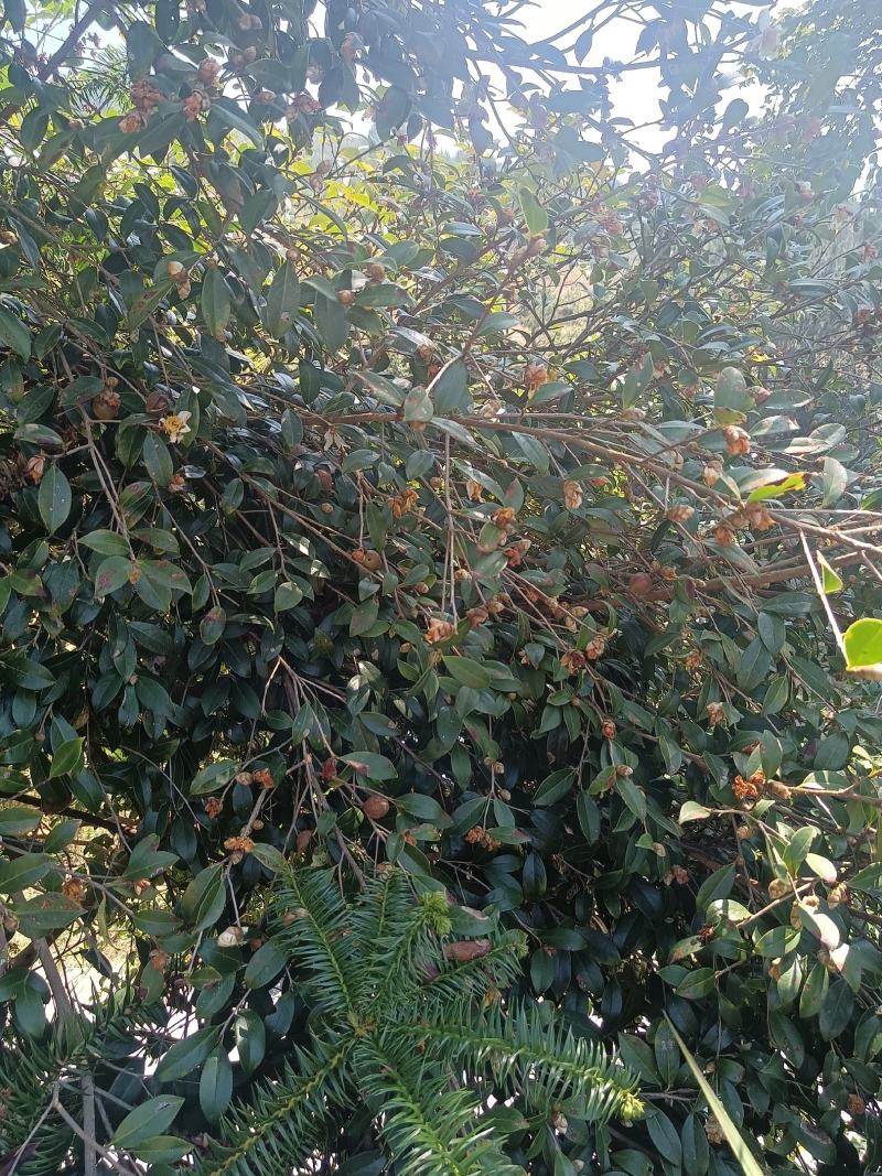 油茶籽