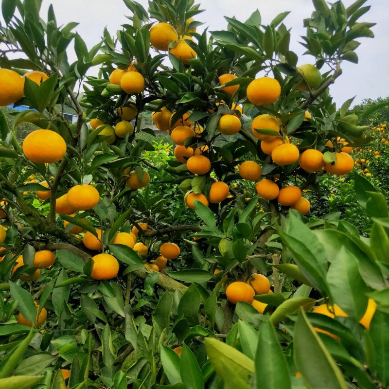 资阳蜜橘成熟了
