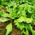 【热卖】河南鲜荠菜，棒棒菜大量上市常年供应欢迎咨询