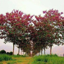 香花槐精品香花槐