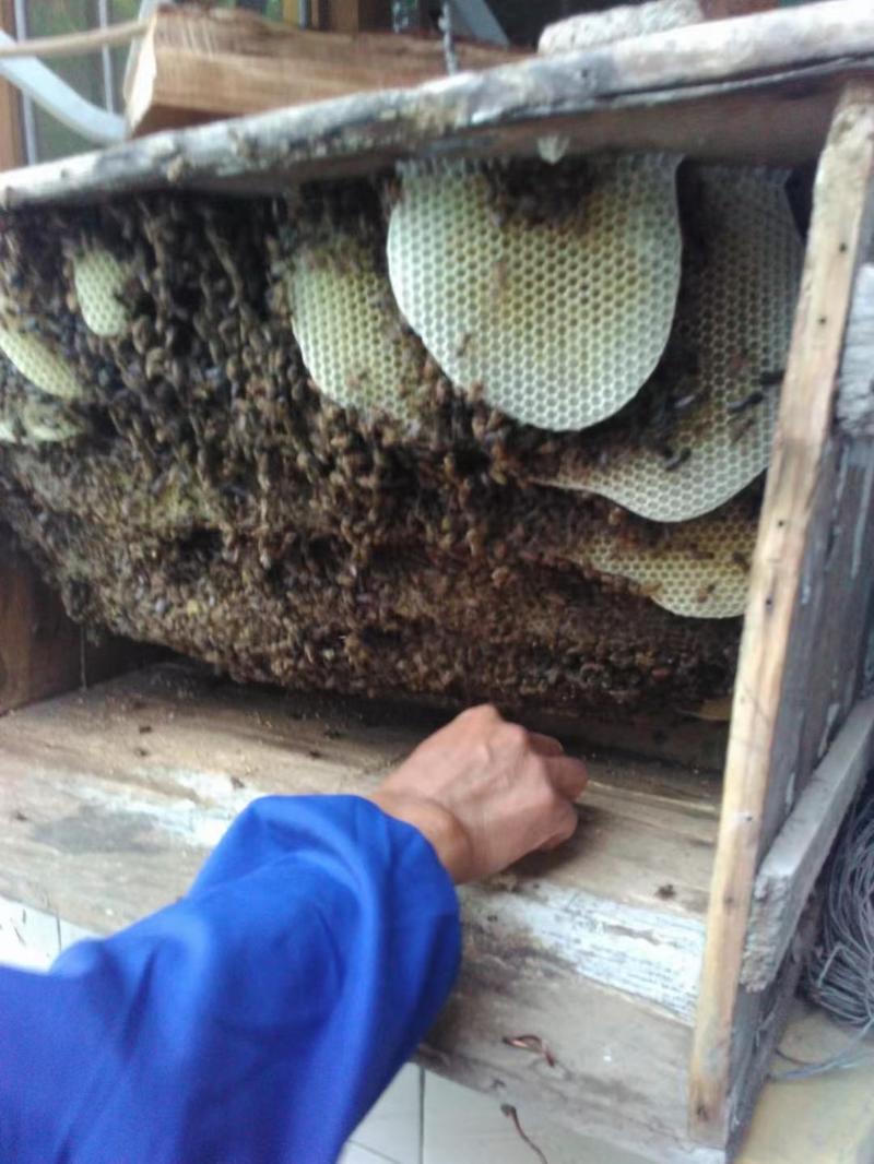 野生蜂蜜质量保障量大从优对接全国欢迎订购