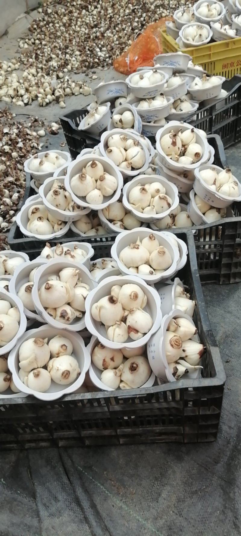 漳州水仙花，一手货源/量大价优/产地直发/欢迎下单