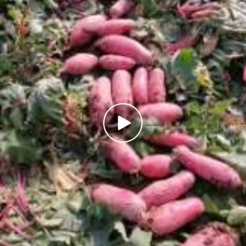 大量红辣罗卜上市了需要的抓紧时间联系