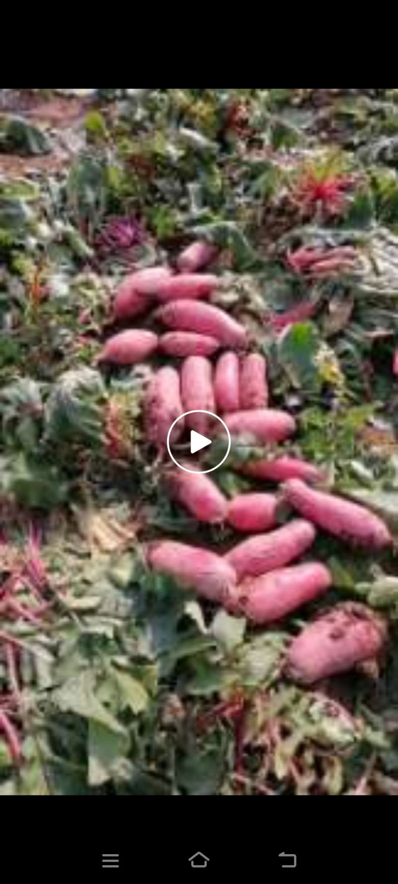 大量红辣罗卜上市了需要的抓紧时间联系