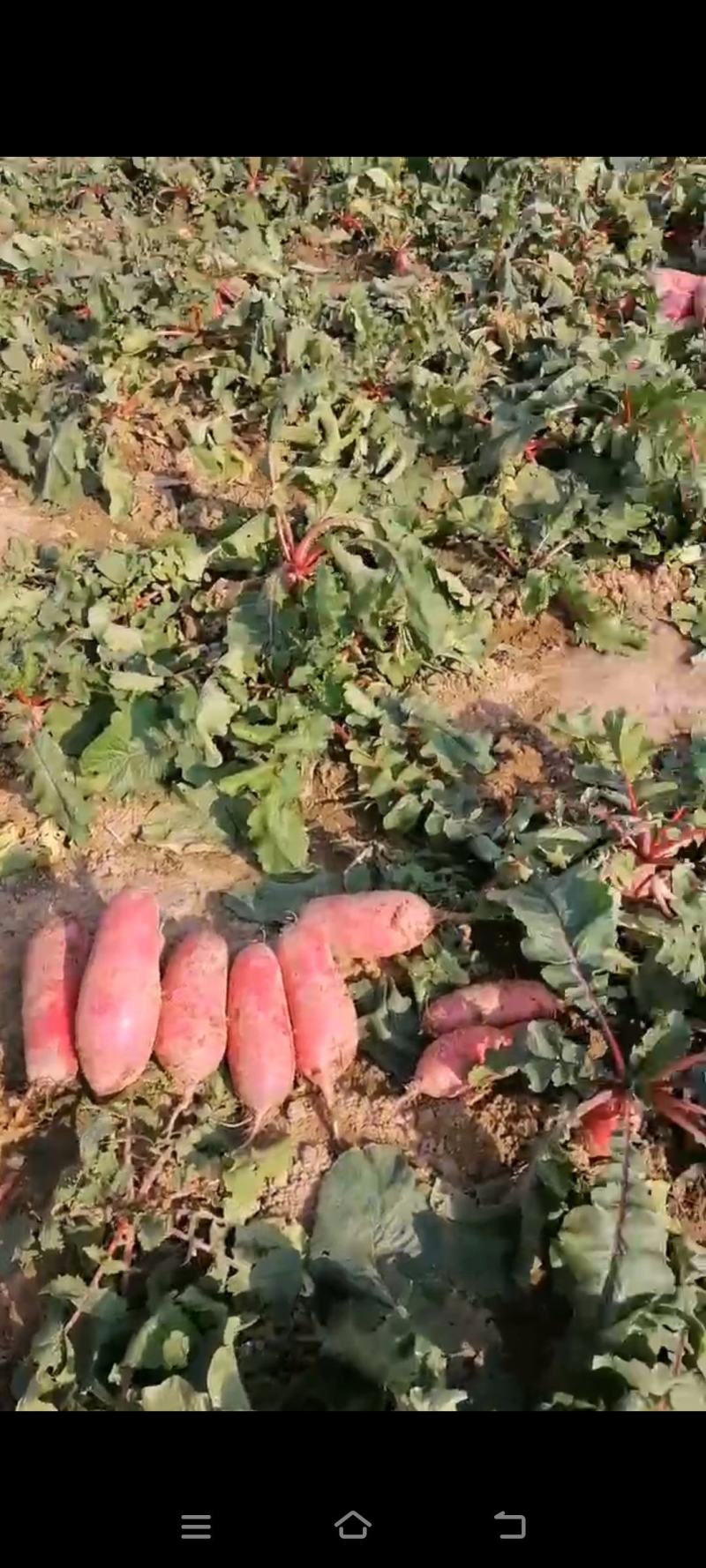 大量红辣罗卜上市了需要的抓紧时间联系