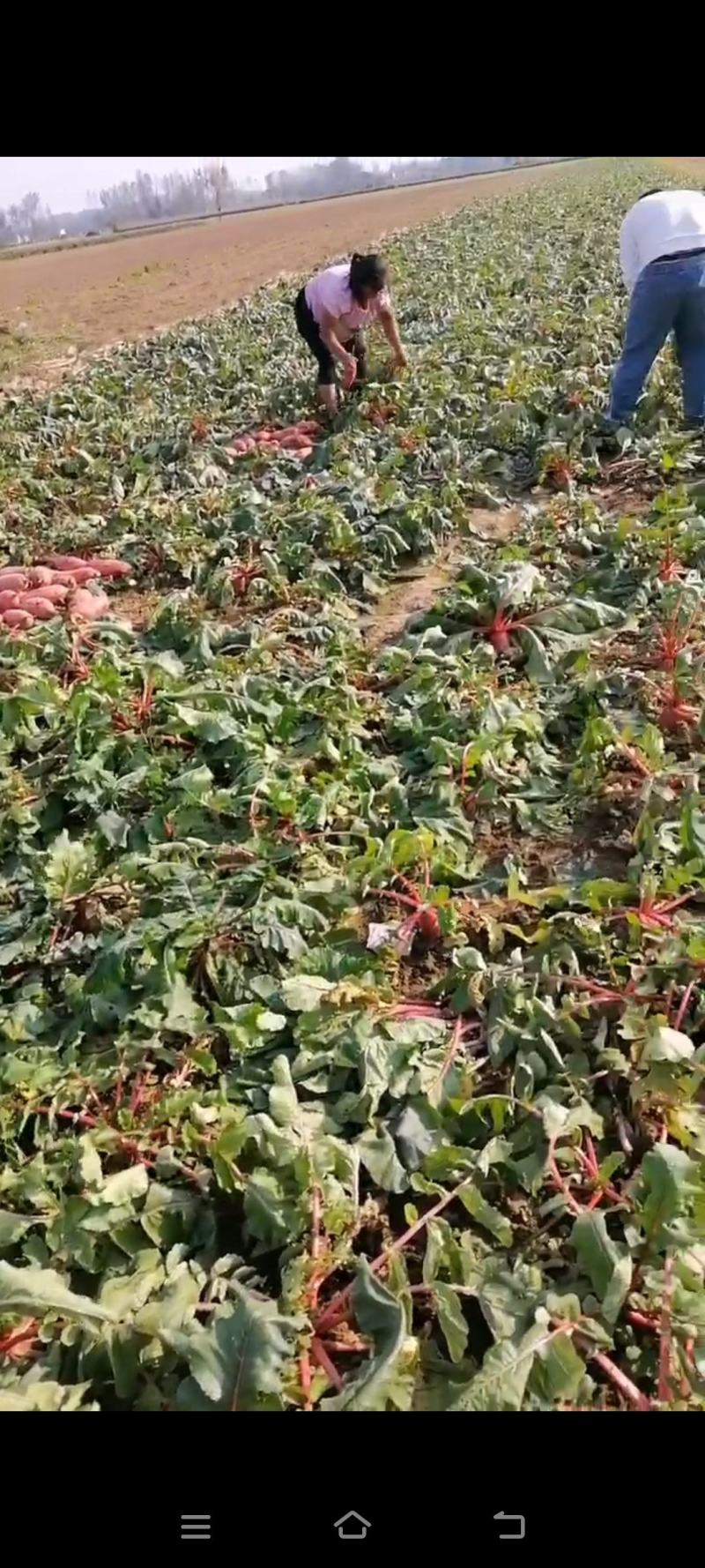 大量红辣罗卜上市了需要的抓紧时间联系