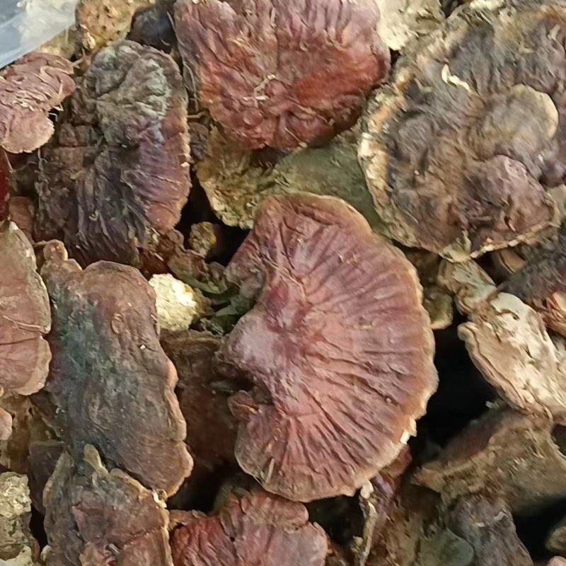 西藏天然白芯灵芝产地直发质量保证一手货源欢迎订购