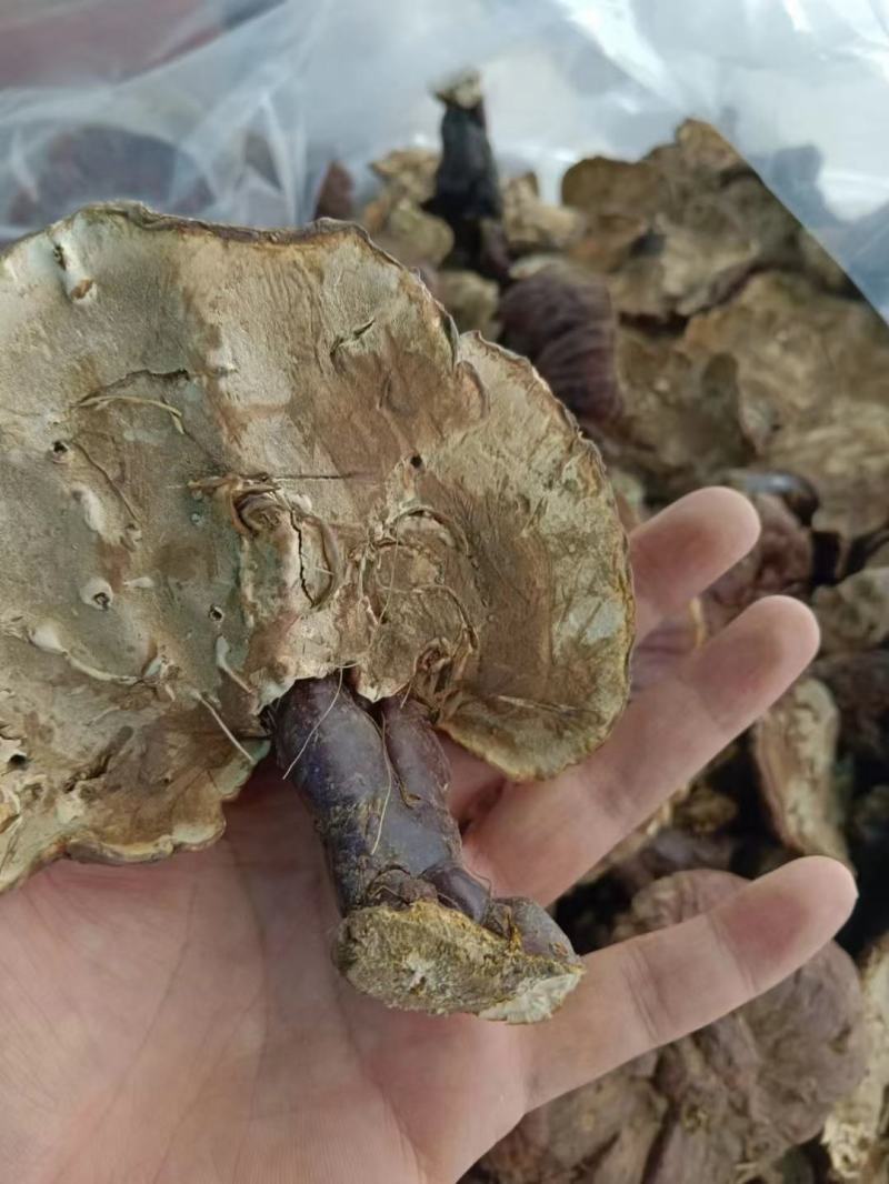 西藏天然白芯灵芝产地直发质量保证一手货源欢迎订购