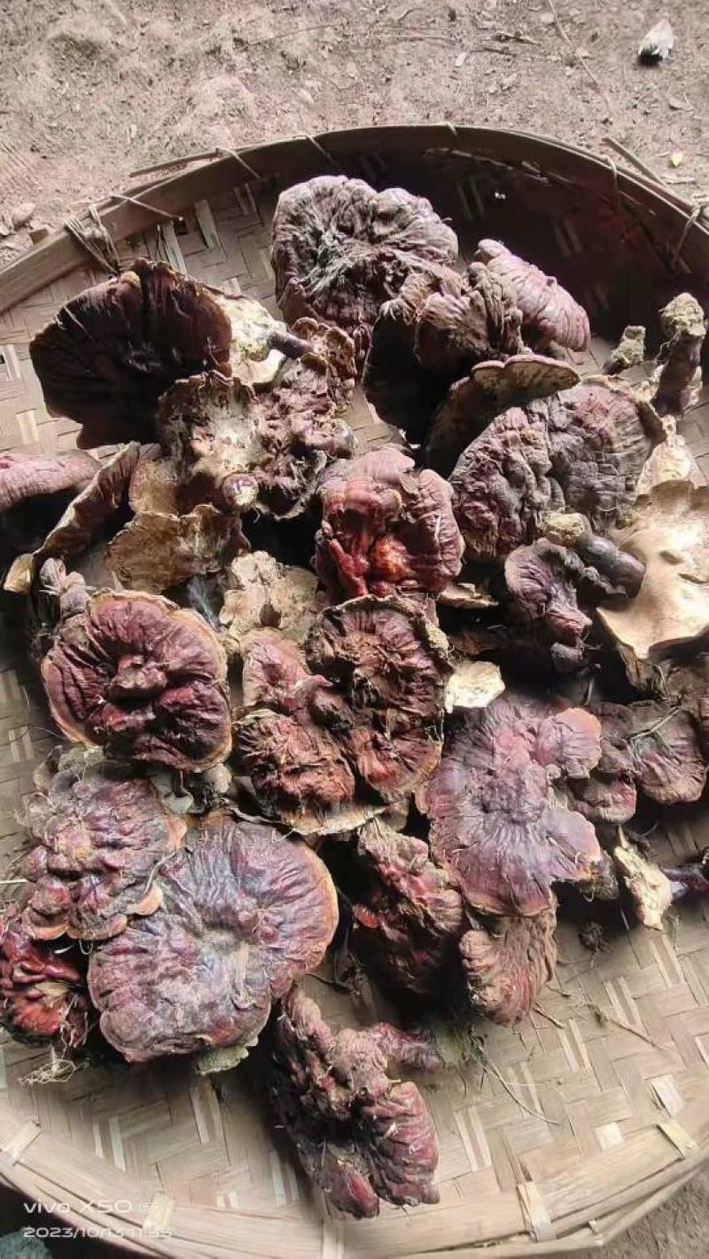 西藏天然白芯灵芝产地直发质量保证一手货源欢迎订购