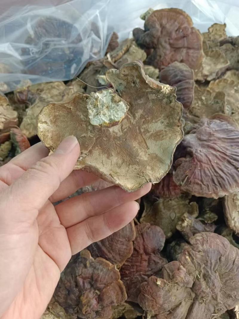 西藏天然白芯灵芝产地直发质量保证一手货源欢迎订购