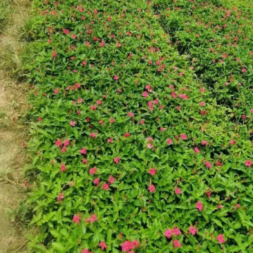 大花芦莉