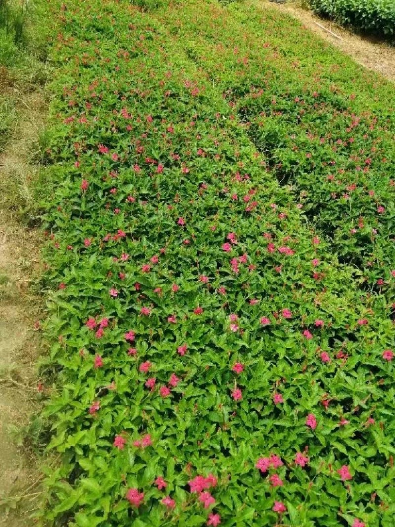 大花芦莉