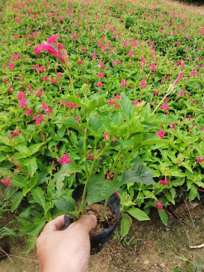 大花芦莉