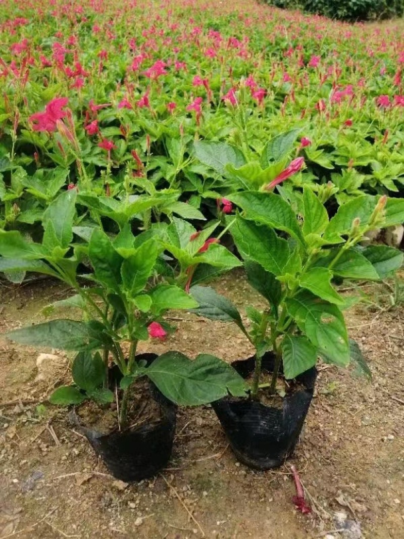 大花芦莉