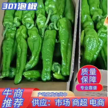 鲜辣椒，精品301泡椒#薄皮椒#线椒#螺丝椒，大量上市