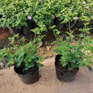 马缨丹