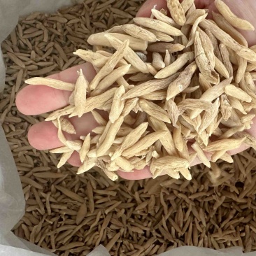 麦冬